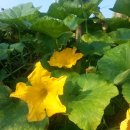 새벽농장 이미지