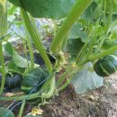 미니 단호박가격(보우짱) - 2013년 미니단호박 판매 및 단호박 삶는법 이미지