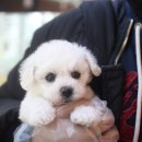 덩어리 이미지