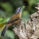 Slender-billed Scimitar Babbler 이미지