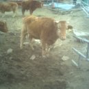 요셉목장 이미지