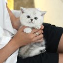 김해고양이입양과 분양, 신중히 선택한 펫샵 후기
