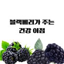정자동 상록마을 근처 쓰리핏 PT가 말하는작은 과일이 주는 건강의 비밀 블랙베리의 5가지효능