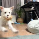 소심공주동물약국 | 🖤새로운 가족이 생겼다!🖤 | 유기견 입양 후기 | 화이트 테리어(웨스티) 믹스 🐾