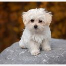 24시 나음동물 의료센터 이미지