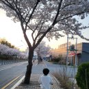 개나리식자재마트