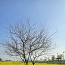 삽교호 호수공원 야구장 이미지