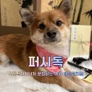 퍼시독 이미지