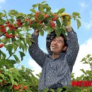 밀양꾸지뽕 영농조합법인 이미지