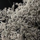 무궁화 꽃이 피었습 이미지