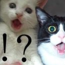 물만난 하우스 이미지