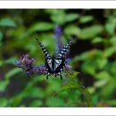 초록바람 이미지