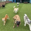 네버슬립독 이미지