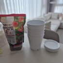꽃봉이 - 구미시 문화로 44-1 | [식물 키우기] '다이소 토마토 키트' 48일차 후기(분갈이하는 법)