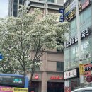 씨제이올리브영(주)대전유성온천역점 | 대전 봉명동 카페, 파스쿠찌 유성온천역점 / 공부하기 좋은 카페