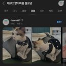 대구 고양이 미용 밀꼬냥 이미지