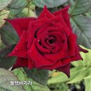 봉숭아 이미지