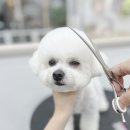 슈멍드아 이미지