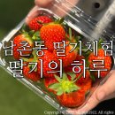 개를 위한 하루 | 남촌동 딸기의 하루/ 아이랑 딸기체험 2년연속방문 내돈내산 후기:) 예약성공 주차 꿀팁