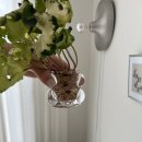 어항 | 다이소 어항으로 인테리어하기｜유리 소품으로 꾸민 수경식물 어항 후기