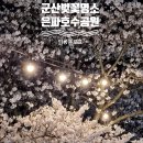 4월 군산 벚꽃 명소 : 은파호수공원, 벚꽃야시장, 데이트코스, 봄나들이