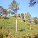 소나무숲 이미지