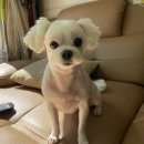 까끼애견미용 이미지