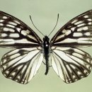 나비랑 바둑이 이미지