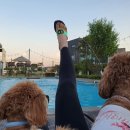 JS테크(제이에스테크) | 경주 애견동반여행 JS애견풀빌라 JS애견동반펜션 여름이야기 :)