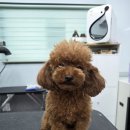 블루밍독 이미지