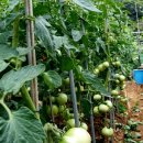 토마토의 효능과 토마토 가지 오이 농사(6.25 현재) 이미지