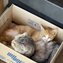 군산시강냉이 네이버블로그