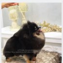 디오레 포메라니안 이미지