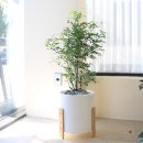 블루밍히아 | 인천 부평 꽃집 블루밍히아/ 거실 대형화분 후기사진 뱅갈고무나무 해피트리 오렌지자스민 / 개업...