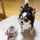 개들의 만찬 이미지