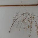 수 민박 이미지