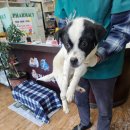 정선가축병원 이미지