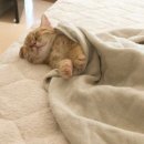 의사당대로 이미지