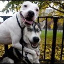 강아지 친구 이미지