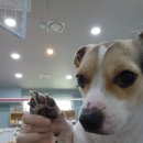 골목대장 이미지