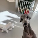 행복한 애견 미용 이미지