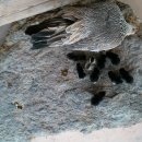 한옥민박팬션 이미지