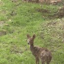 충북 야생동물센터 이미지