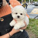 인천부평 요미독앤캣 강아지분양 고양이분양 이미지