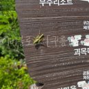 오방색권역 네이버블로그