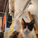 남원흑염소농장 이미지