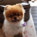 냠냠밸런스 이미지