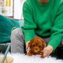 일산 강아지분양 스마트독 | 김포 강아지 분양 일산 강아지분양 스마트독