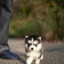 수원-0871 이미지