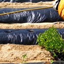 서원농장 이미지